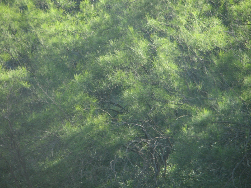 20100206 545.JPG